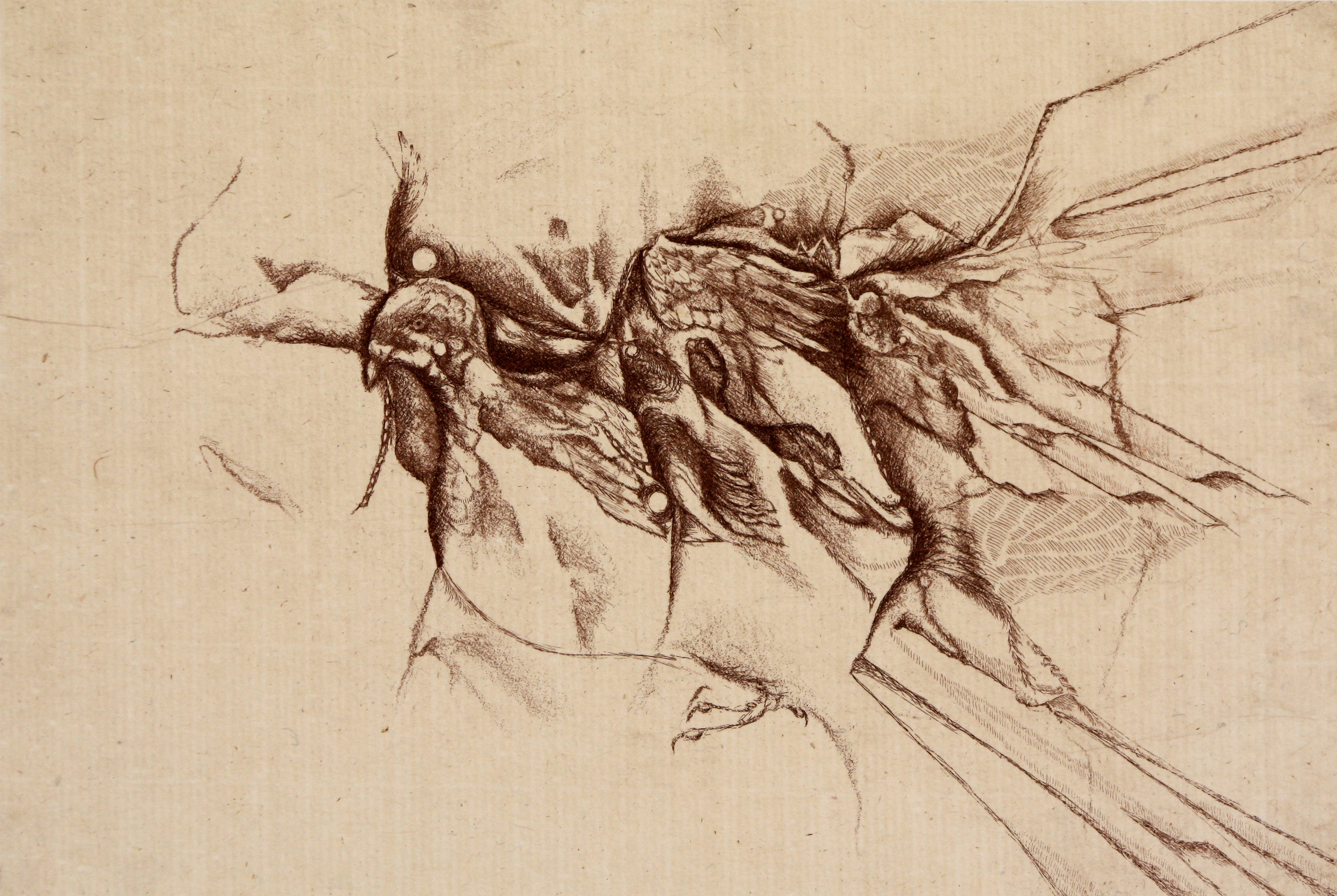 uccello by Shannon Milar — Incisore-Stampatore series. Soft ground and line etching in brown ink on warm paper.